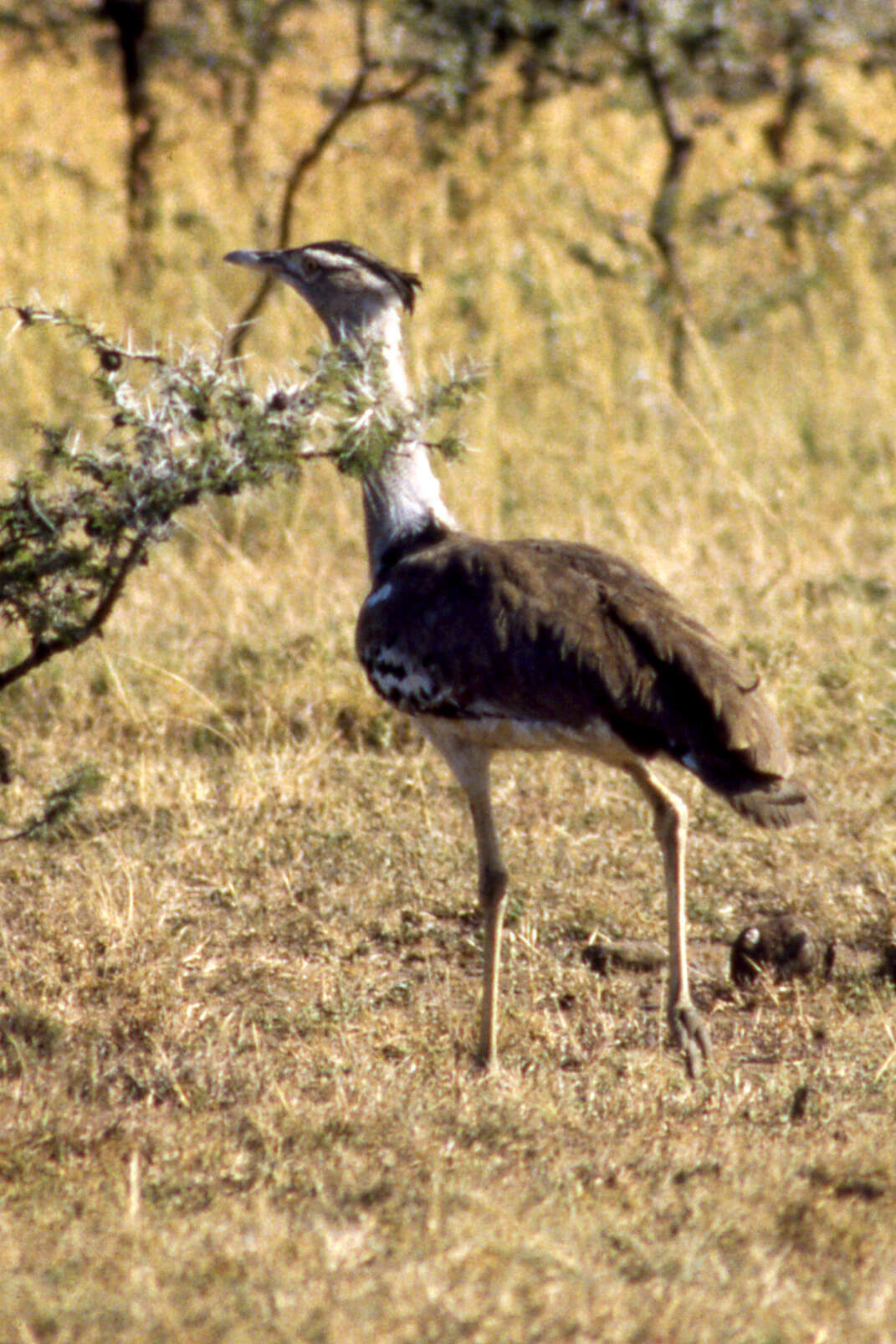 Image of Ardeotis kori struthiunculus (Neumann 1907)