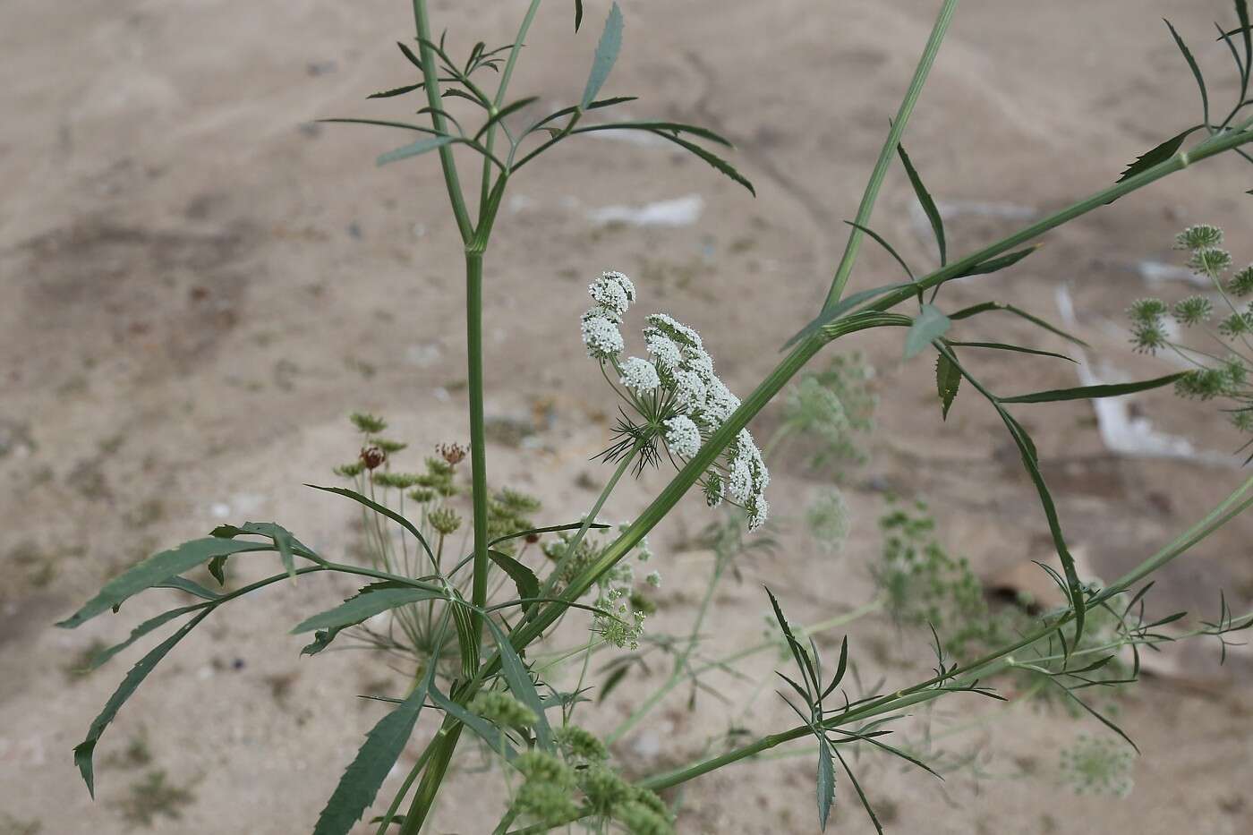 Image of Ammi majus L.