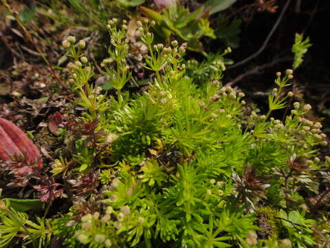 Image of Galium noricum Ehrend.