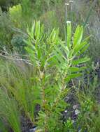 Plancia ëd Leucadendron microcephalum (Gand.) Gand. & Schinz