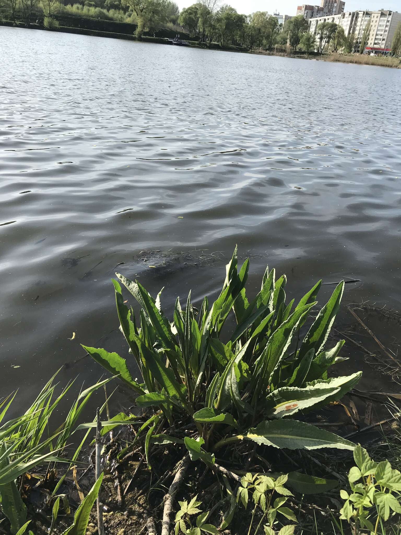 Image of Water Dock