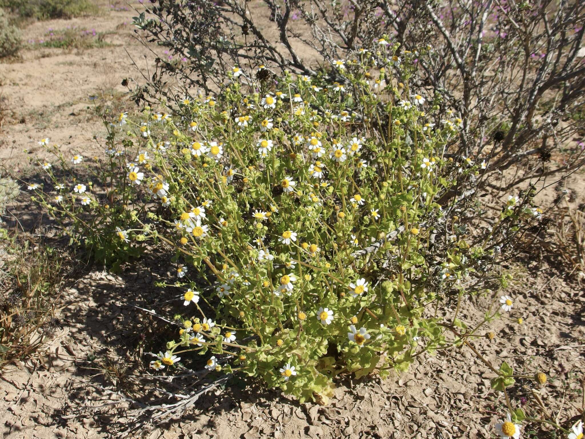 Image of Amauria brandegeeana (Rose) Rydb.