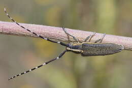 Image of Agapanthia (Epoptes) cynarae (Germar 1817)