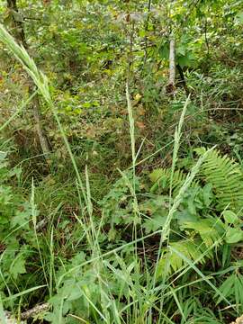 Image of Greeneochloa coarctata