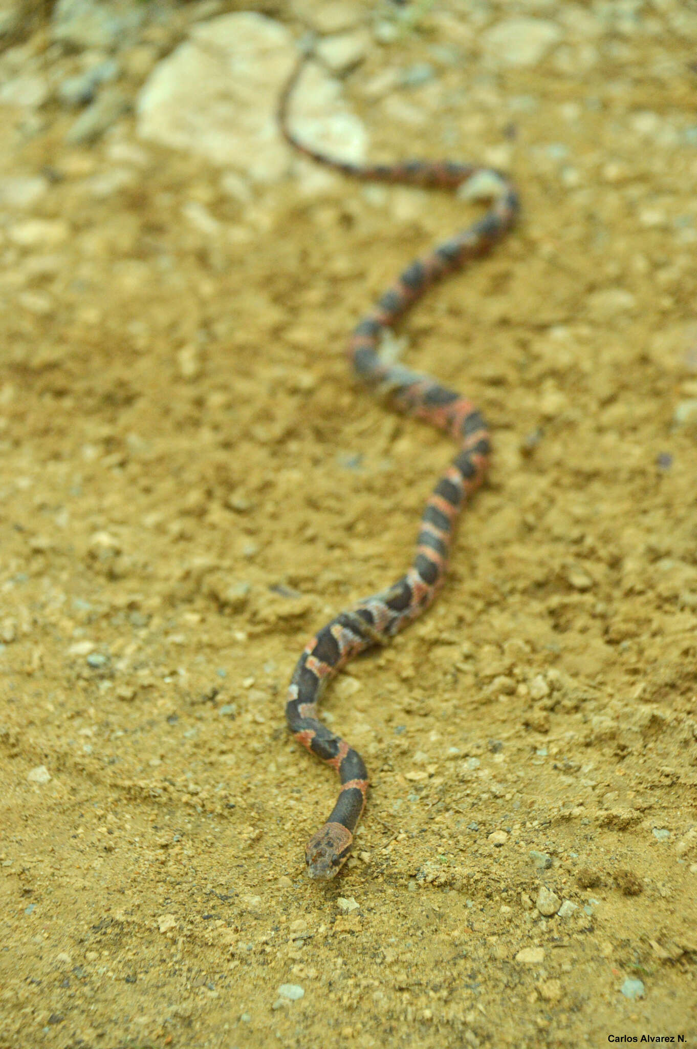 Image of Banded Cat-eyed Snake