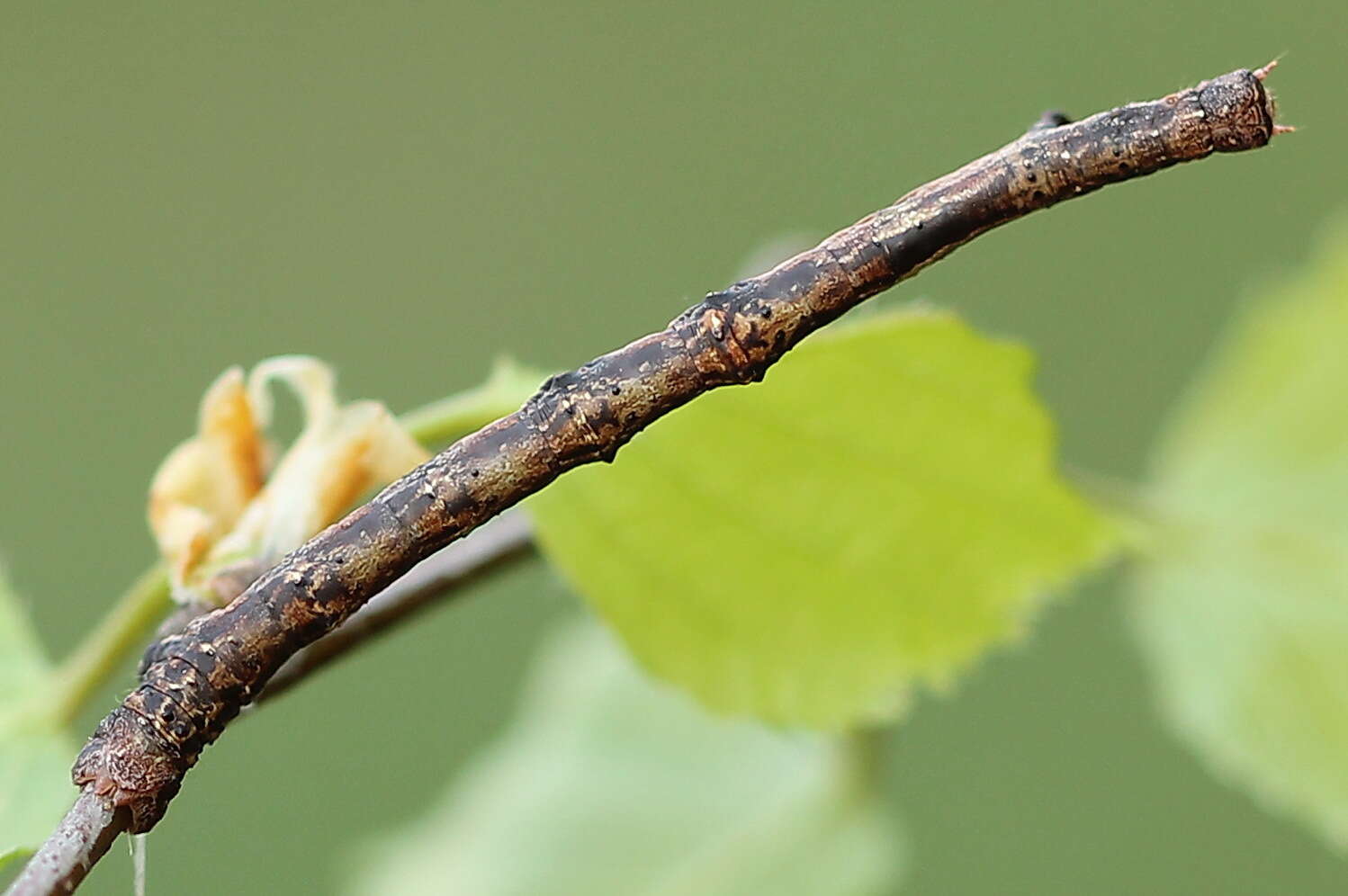 Image of large thorn