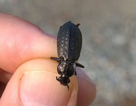 Image of Carabus (Carabus) granulatus interstitialis Duftschmid 1812