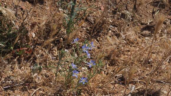 Imagem de Eriastrum sapphirinum subsp. dasyanthum (Brand) Mason