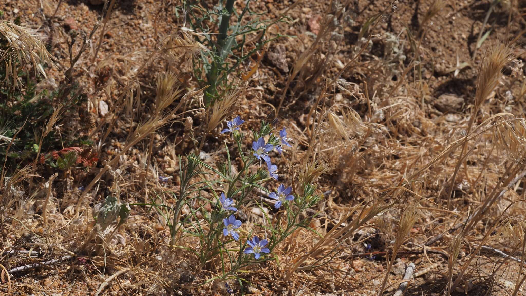 Imagem de Eriastrum sapphirinum subsp. dasyanthum (Brand) Mason