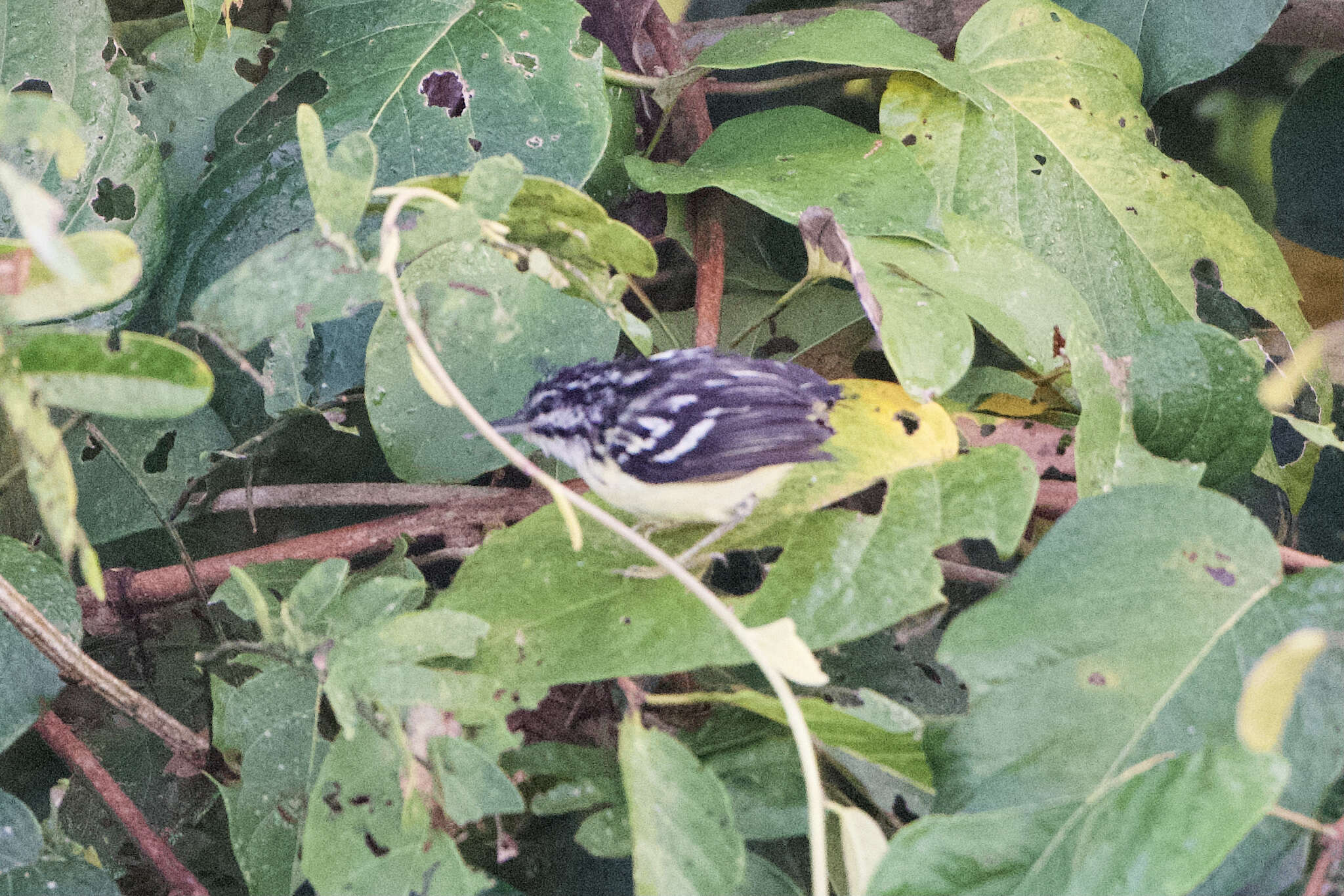 Image of Colombian Antwren