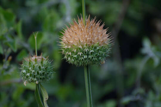 Image of Leonotis nepetifolia var. africana (P. Beauv.) J. K. Morton