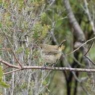 Image of Western Thornbill