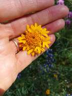 Image of yellow pincushion