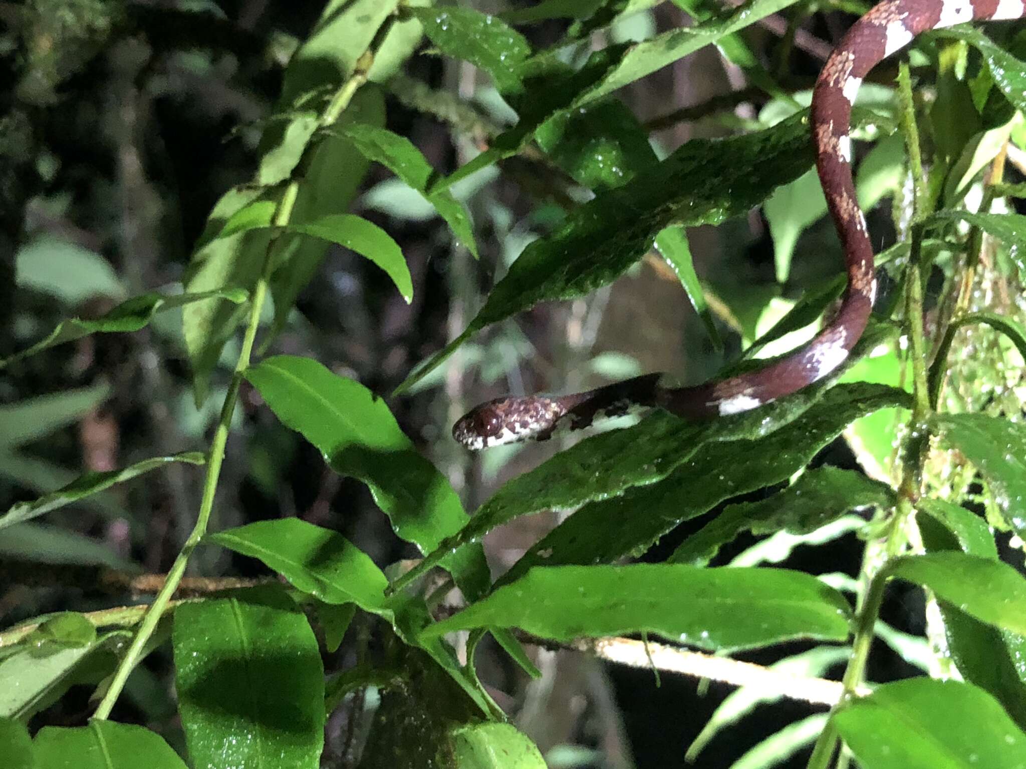 Image of Ringed Snail Sucker