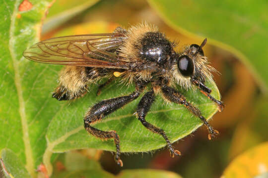 Image of Laphria partitor (Banks 1917)