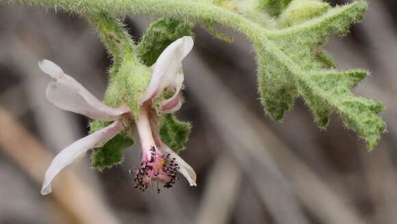 Image de Anisodontea reflexa (Wendl.) D. M. Bates