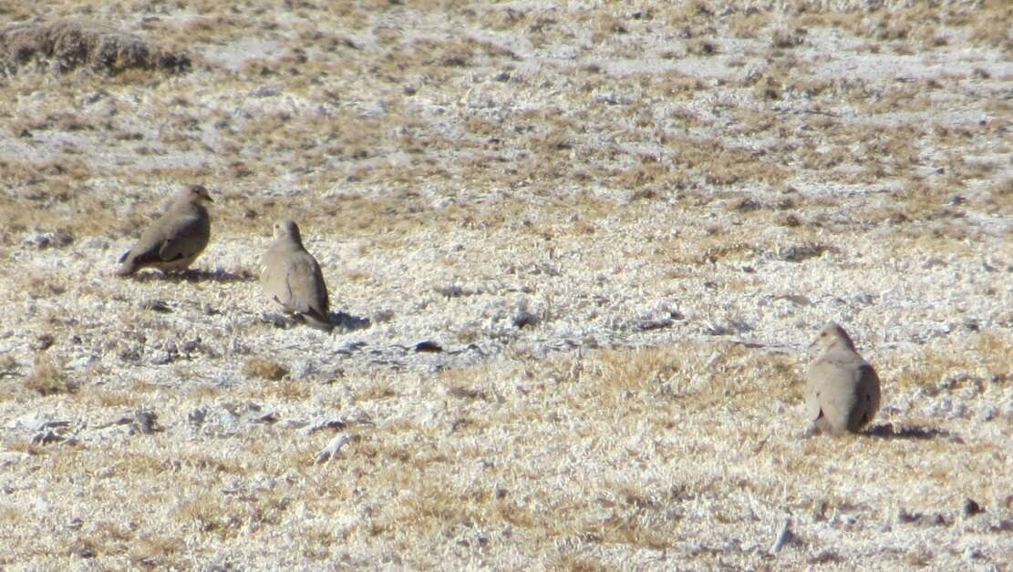 Image of Golden-spotted Ground Dove