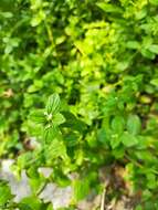 Image of winged false buttonweed