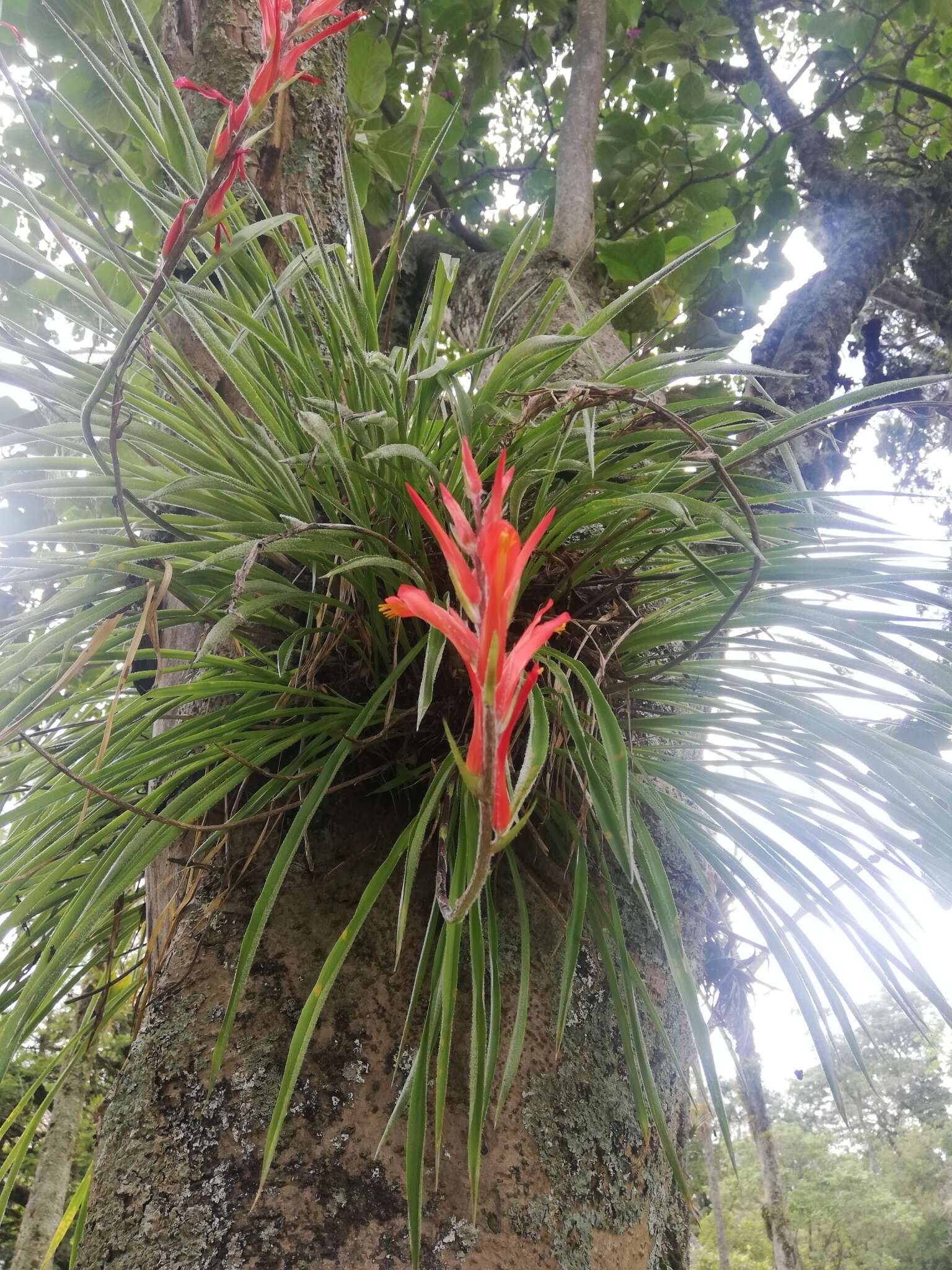 Image of Pitcairnia pungens Kunth