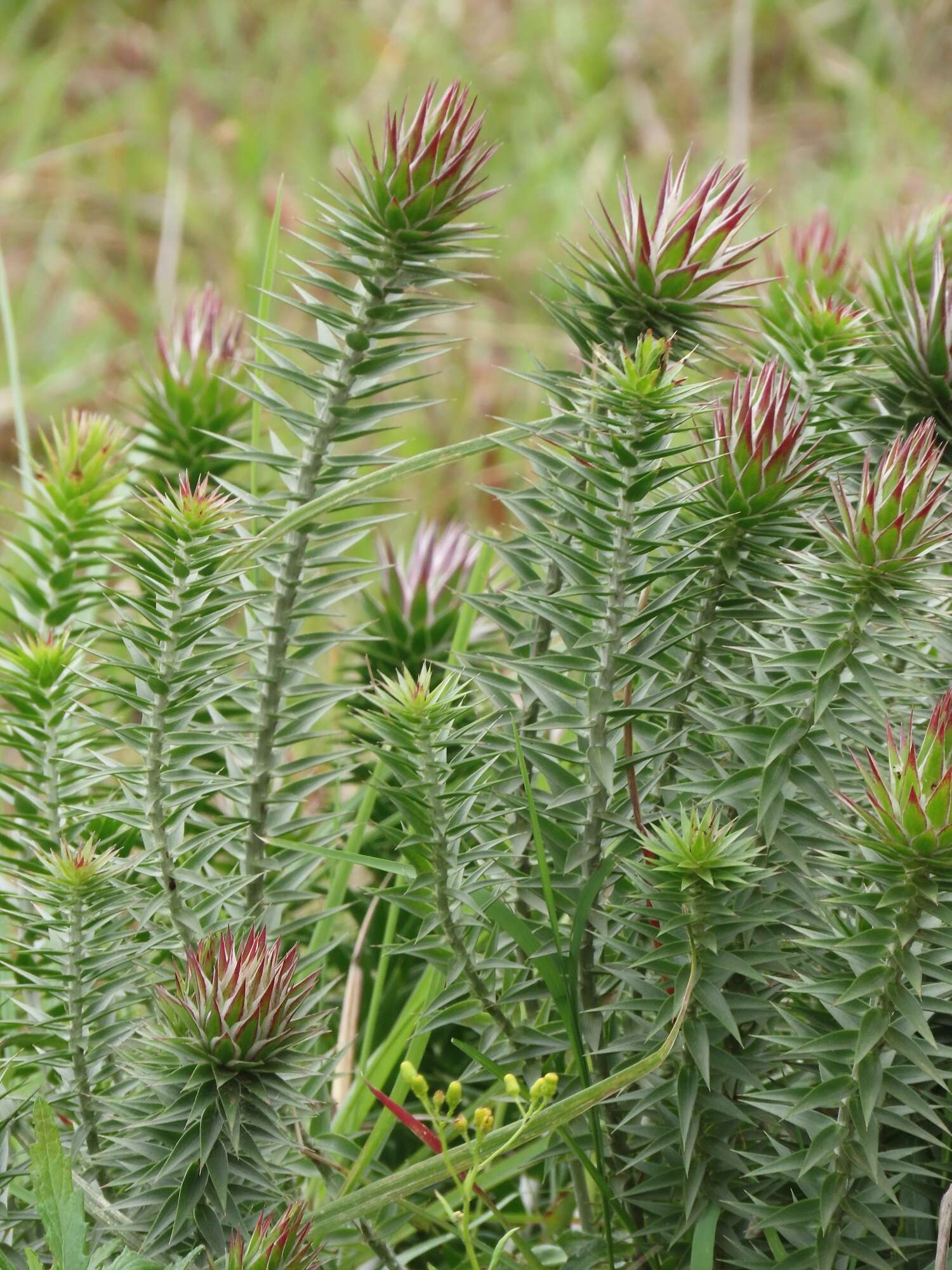 Image of Macledium zeyheri subsp. argyrophyllum (Oliv.) S. Ortiz