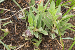 صورة Ceropegia oiantha (Schltr.) Bruyns