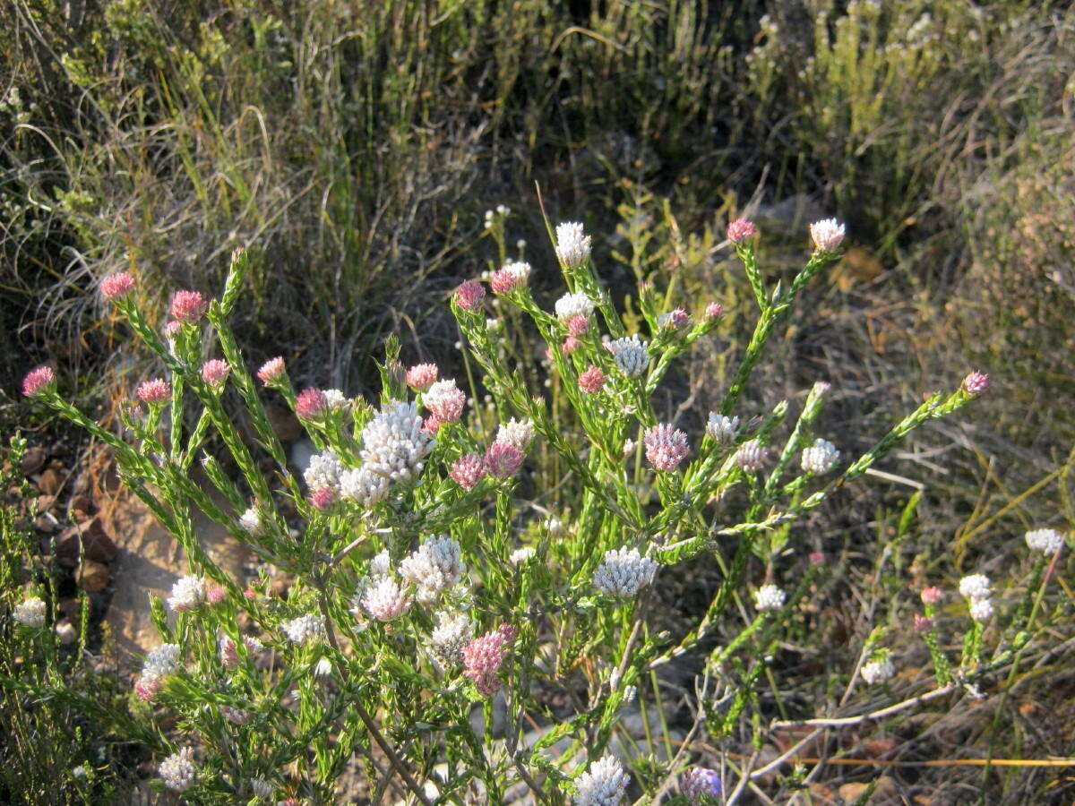 Image of Pretty Blombush