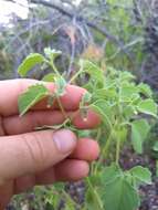 Physalis neomexicana Rydb. resmi