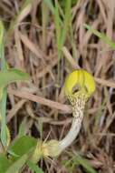 صورة Ceropegia hirsuta Wight & Arn.