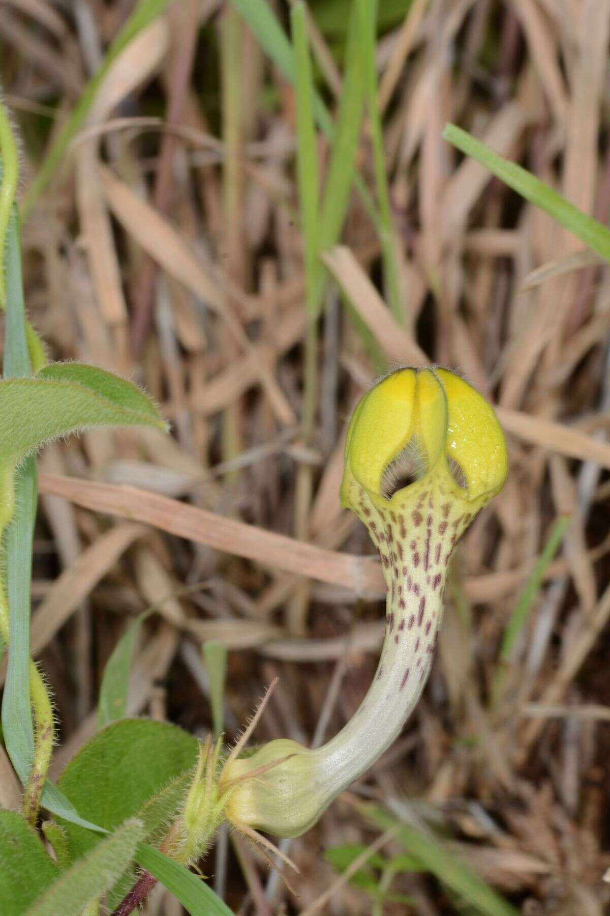 صورة Ceropegia hirsuta Wight & Arn.