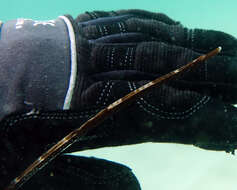 Image of Western crested pipefish