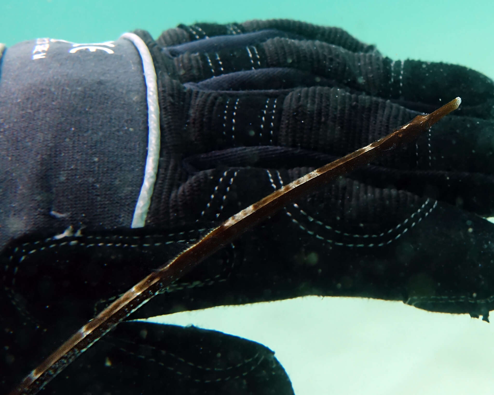 Image of Western crested pipefish