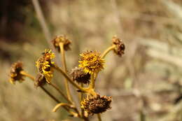 Слика од Espeletia boyacensis Cuatrec.