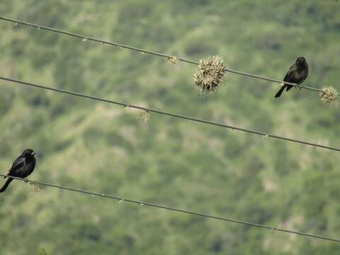 Image of Screaming Cowbird