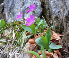 Image of Primula kitaibeliana Schott