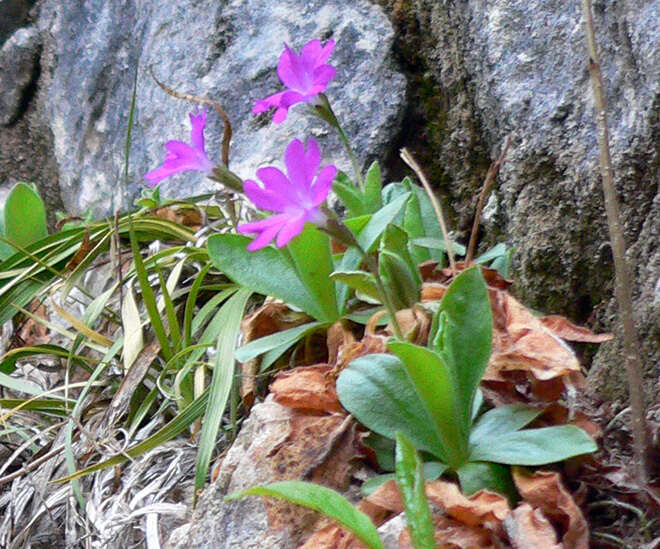 Image of Primula kitaibeliana Schott