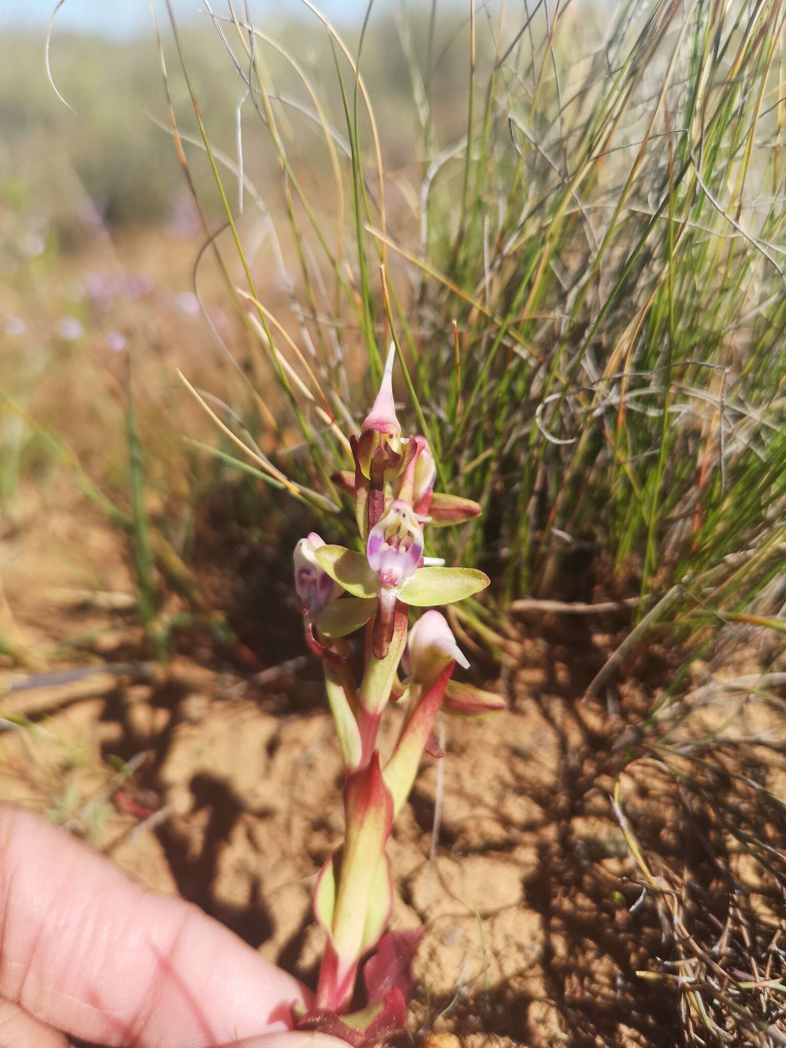 Image of Disa ovalifolia Sond.