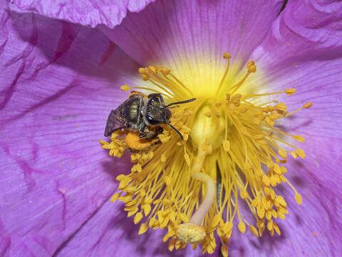 Plancia ëd Lasioglossum chalcodes (Brullé 1840)