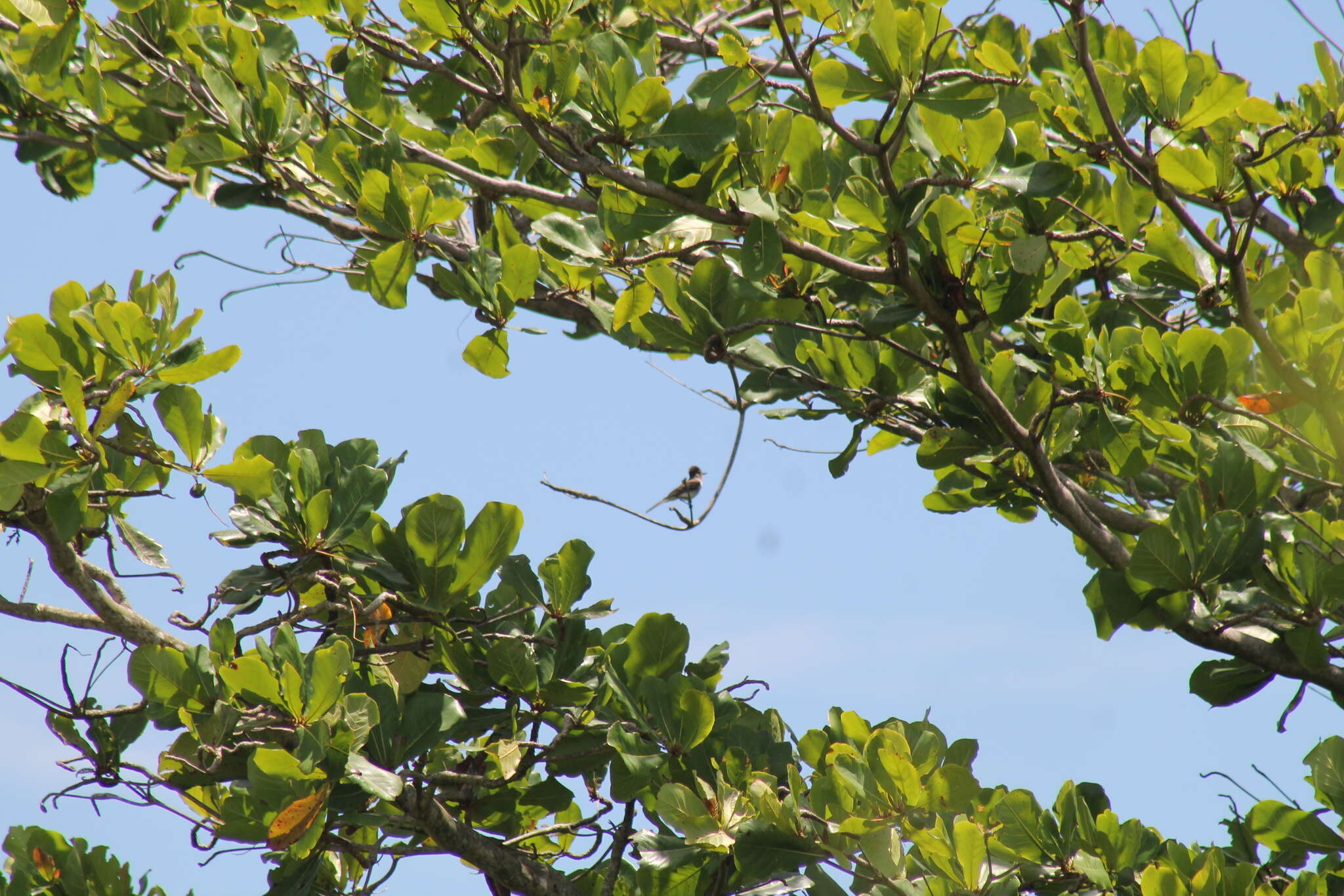 Image of Puerto Rican Flycatcher