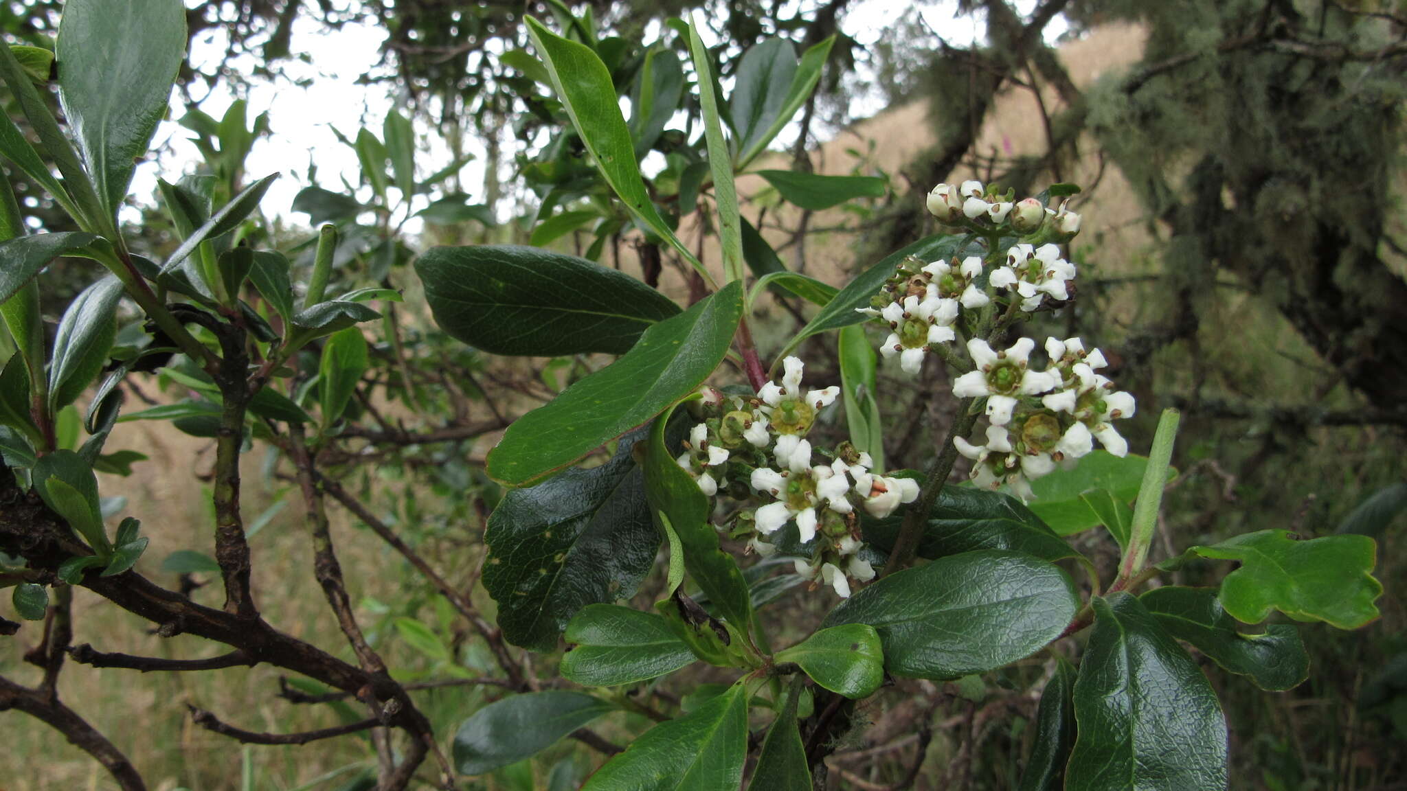 Escallonia resinosa (Ruiz & Pav.) Pers. resmi