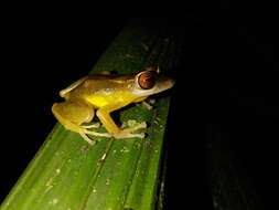 Image of Pristimantis aureolineatus (Guayasamin, Ron, Cisneros-Heredia, Lamar & McCracken 2006)