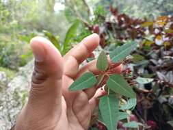 Image of Euphorbia subpeltata S. Watson