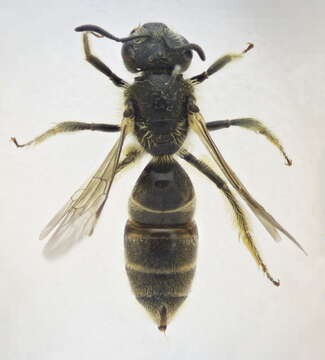 صورة Lasioglossum malachurum (Kirby 1802)