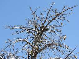 Image of Jacaratia mexicana A. DC.