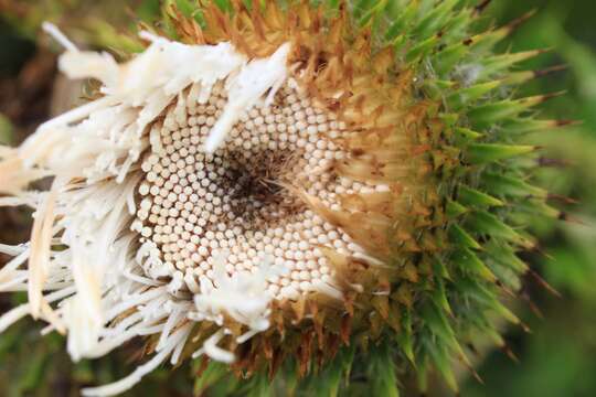 Image of Cirsium subcoriaceum (Less.) Sch. Bip. ex Seem.