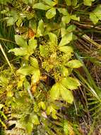 Image of Pseudopanax discolor (Kirk) Harms