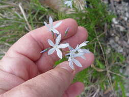 Amsonia ciliata var. tenuifolia (Raf.) Woodson resmi