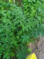 Pastinaca sativa subsp. sylvestris (Mill.) Rouy & Camus的圖片