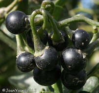 Image of Solanum africanum Dun.