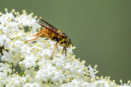 Image of Spilomyia alcimus (Walker 1849)