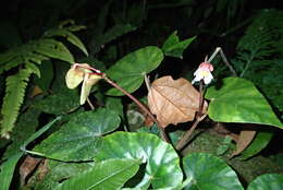 Слика од Begonia siamensis Gagnep.